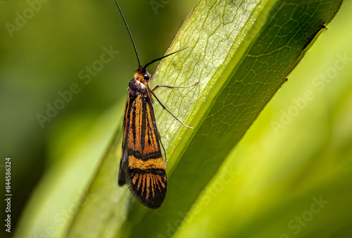 Wąsateczka zawilczaneczka (Nemophora degeerella, Yellow-barred long-horn) photo