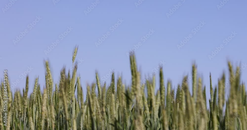 green unripe wheat in the middle of summer, a field with green unripe cereals in summer green unripe wheat in the middle of summer, a field with green unripe cereals in summer