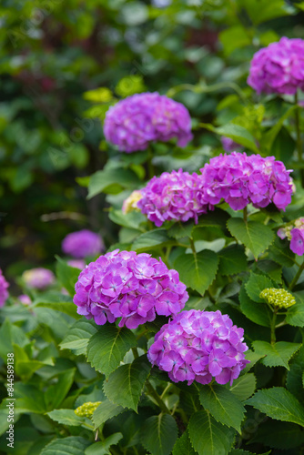 Wallpaper Mural A hydrangea flower at the garden in the public park Torontodigital.ca