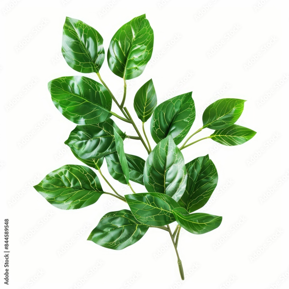 Green leaves plant isolated on white background