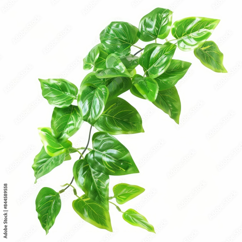 Green leaves isolated on white background Green leaves isolated on white background