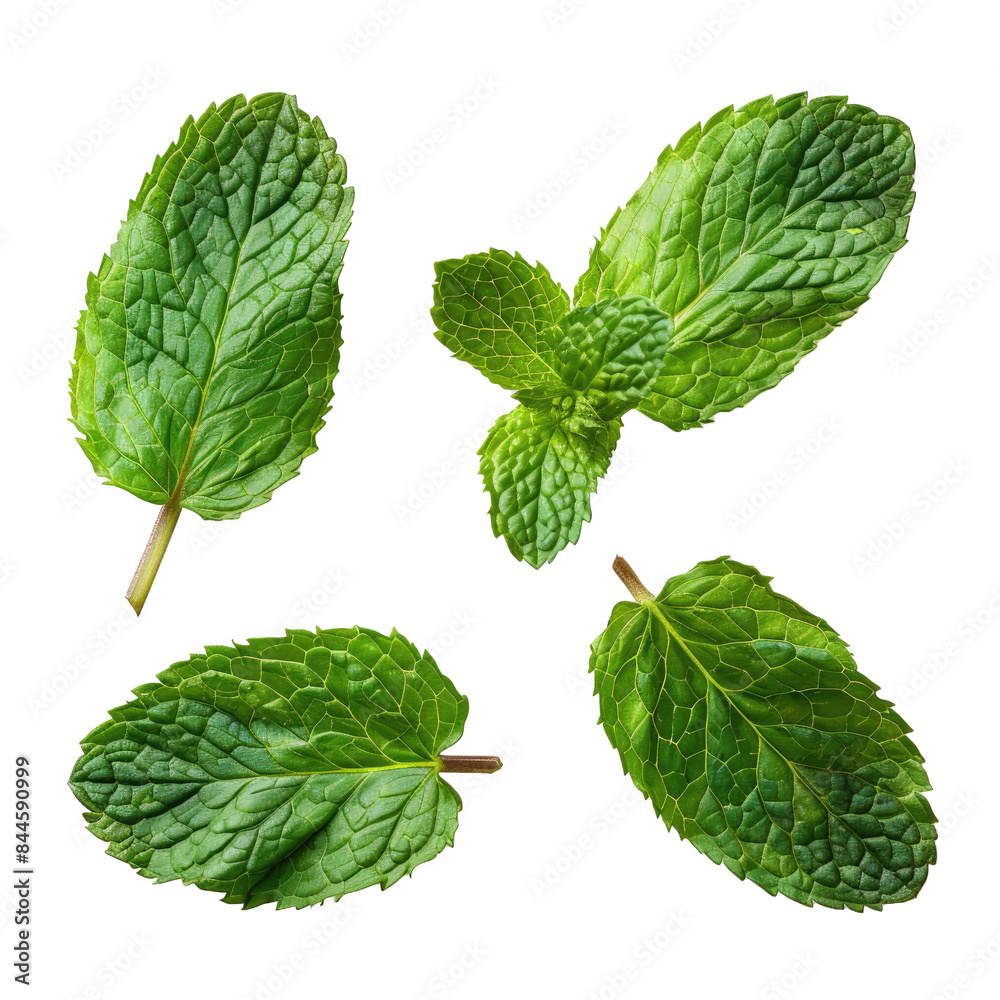 Mint leaves Mint leaves isolated on white background Mint leaves Mint leaves isolated on white background