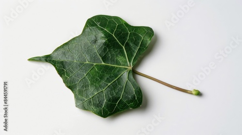 Complete petiole attached Leaf of Hedera Helix on a White Background