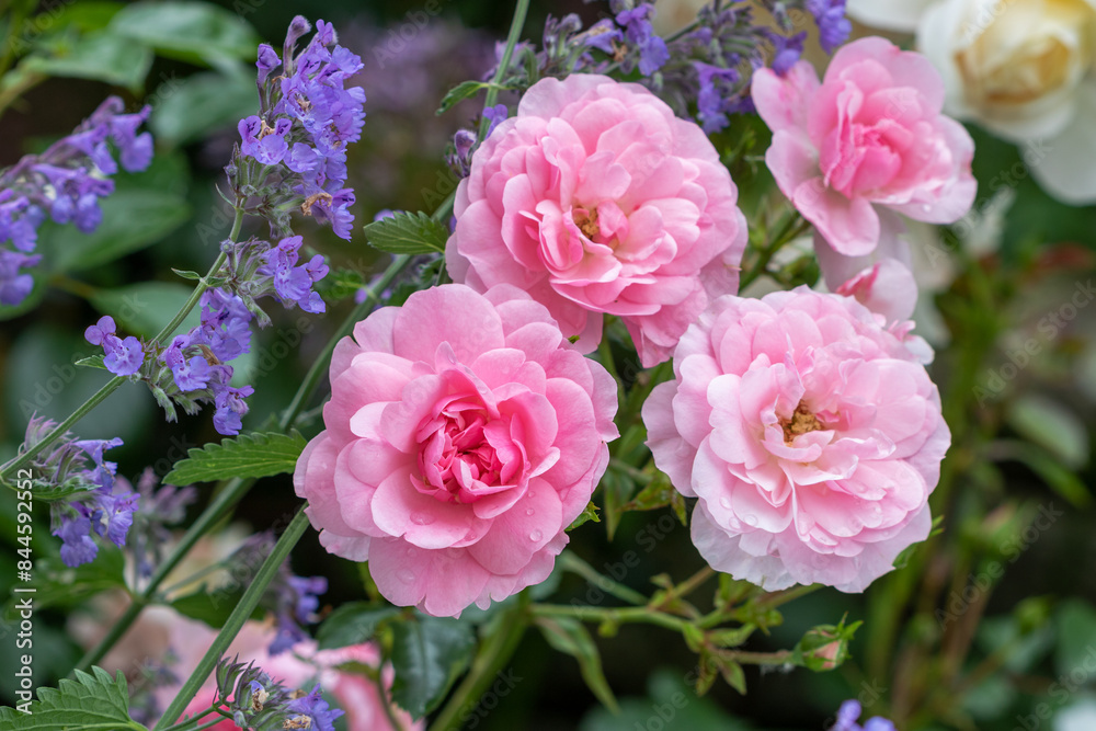pink Rose Bonica 82 und Katzenminze im Sommergarten pink Rose Bonica 82 und Katzenminze im Sommergarten