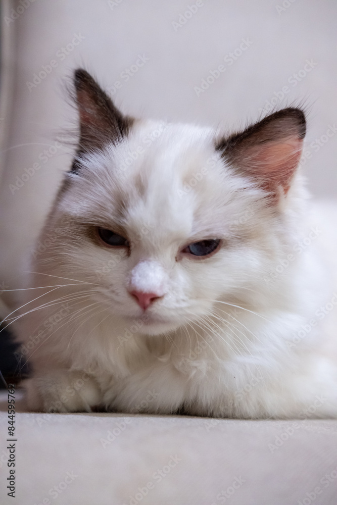 Cute, small Ragdoll cat. 4 months old Cute, small Ragdoll cat. 4 months old