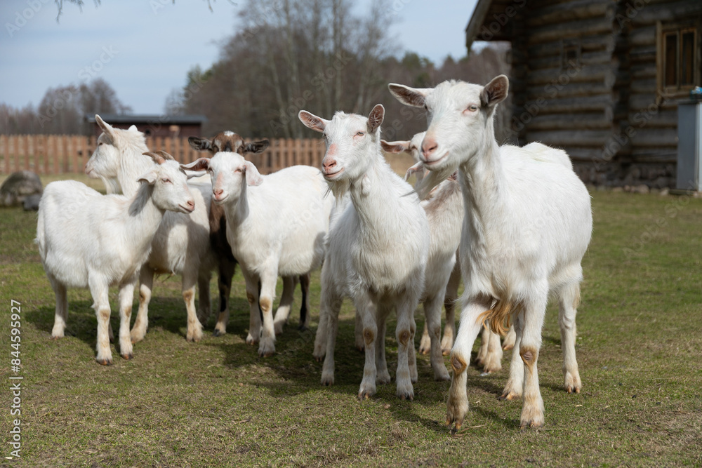 Fototapeta premium Herd of White Goats Standing on Grass Covered Field