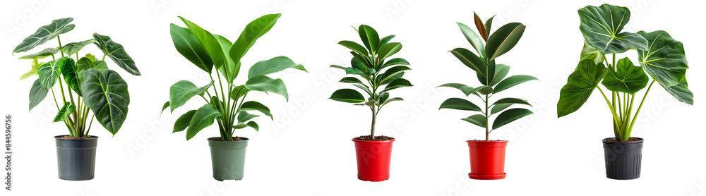 House plants like lush Alocasia, green rubber, green leaves and strelitzia reginae plants with red, black and orange pots isolated on transparent or white background House plants like lush Alocasia, green rubber, green leaves and strelitzia reginae plants with red, black and orange pots isolated on transparent or white background