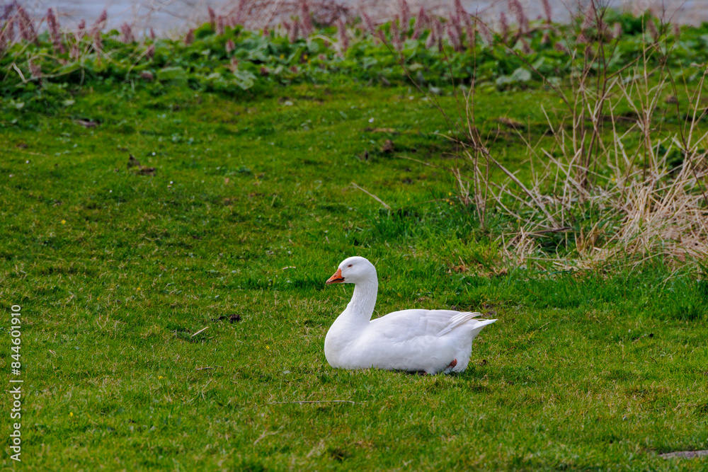 A snow-white goose sits on a green meadow on the edge of the North Holland Canal in the Netherlands A snow-white goose sits on a green meadow on the edge of the North Holland Canal in the Netherlands