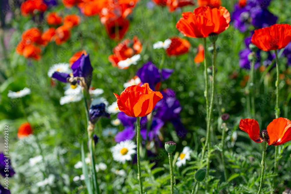 Obraz premium daisies, irises, and poppies in a garden bed at the park