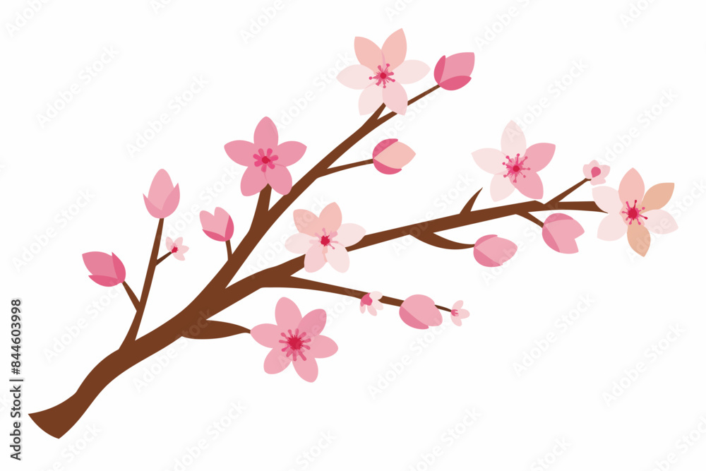 cherry blossom flower vector illustration cherry blossom flower vector illustration