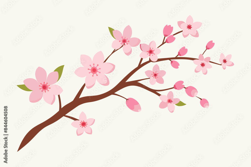cherry blossom flower vector illustration