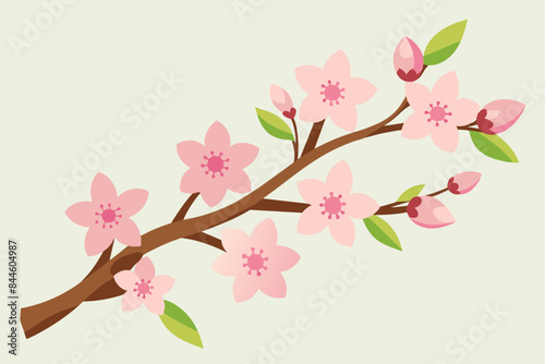 cherry blossom flower vector illustration