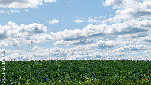 green crops in summer, white clouds in a blue sky