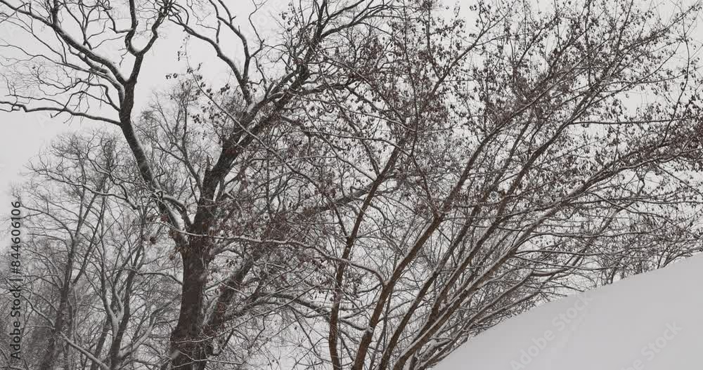 deciduous trees without foliage in winter during a snowstorm, falling snow in winter on trees without foliage deciduous trees without foliage in winter during a snowstorm, falling snow in winter on trees without foliage