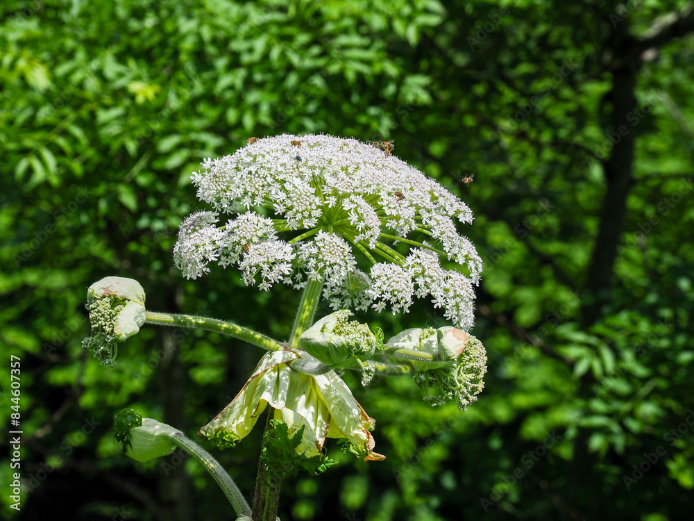 Giant Hog Weed White Wildflowers Blossoming in Lush Green Forest, Showcasing Nature's Beauty Giant Hog Weed White Wildflowers Blossoming in Lush Green Forest, Showcasing Nature's Beauty