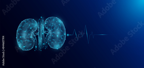 Kidney human organ anatomy in form style polygon low poly futuristic and pulse wave glowing. Medical science template banner with empty space for text. Vector EPS10 illustration.