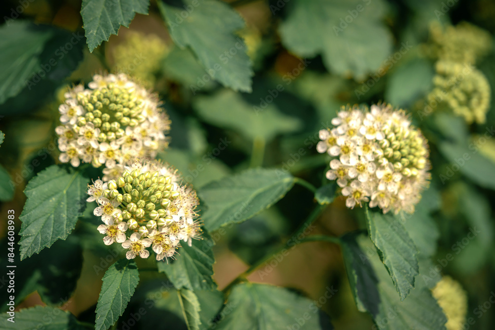 Blooming pemphigus viburnum (Physocarpus opulifolius) close-up.