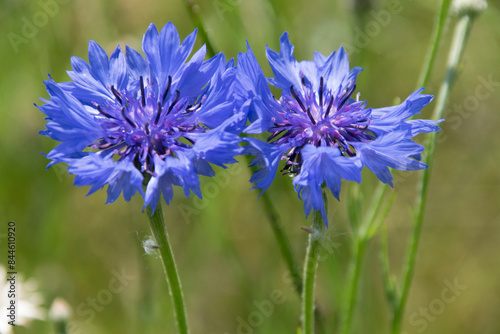 Kornblume