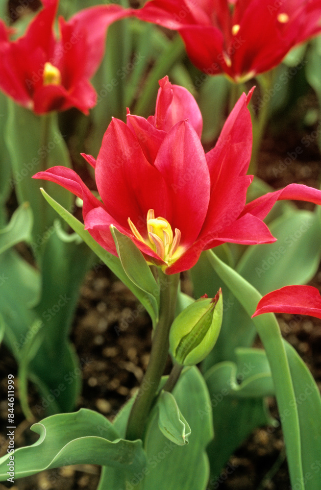 Naklejka premium Tulipa spp. viridiflora 'Minner' , Tulipe