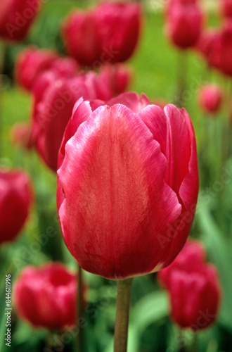 Tulipa spp. triomphe 'Peer Gynt' , Tulipe © JAG IMAGES