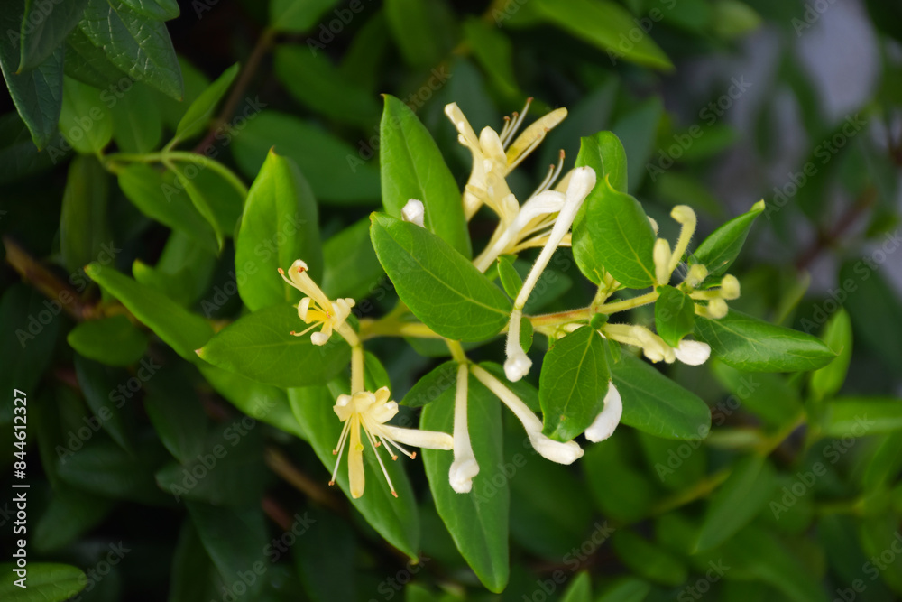 Yellow and White Honeysuckle Flowers (Lonicera japonica Thunb), commonly known as Japanese honeysuckle. Yellow and White Honeysuckle Flowers (Lonicera japonica Thunb), commonly known as Japanese honeysuckle.