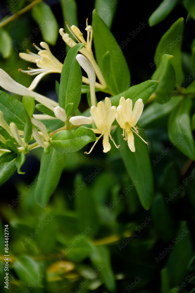 Yellow and White Honeysuckle Flowers (Lonicera japonica Thunb), commonly known as Japanese honeysuckle. Yellow and White Honeysuckle Flowers (Lonicera japonica Thunb), commonly known as Japanese honeysuckle.