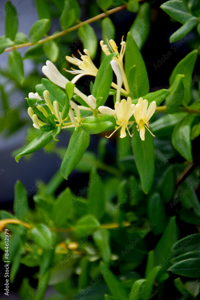 Yellow and White Honeysuckle Flowers (Lonicera japonica Thunb), commonly known as Japanese honeysuckle. Yellow and White Honeysuckle Flowers (Lonicera japonica Thunb), commonly known as Japanese honeysuckle.