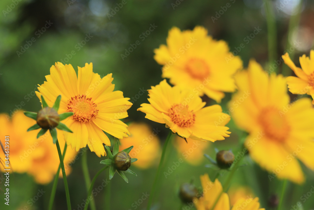 Coreopsis. Yellow bright flower on a blurred background. Flowers in nature. Lance-leaved coreopsis close-up. Flower in full bloom Coreopsis. Yellow bright flower on a blurred background. Flowers in nature. Lance-leaved coreopsis close-up. Flower in full bloom