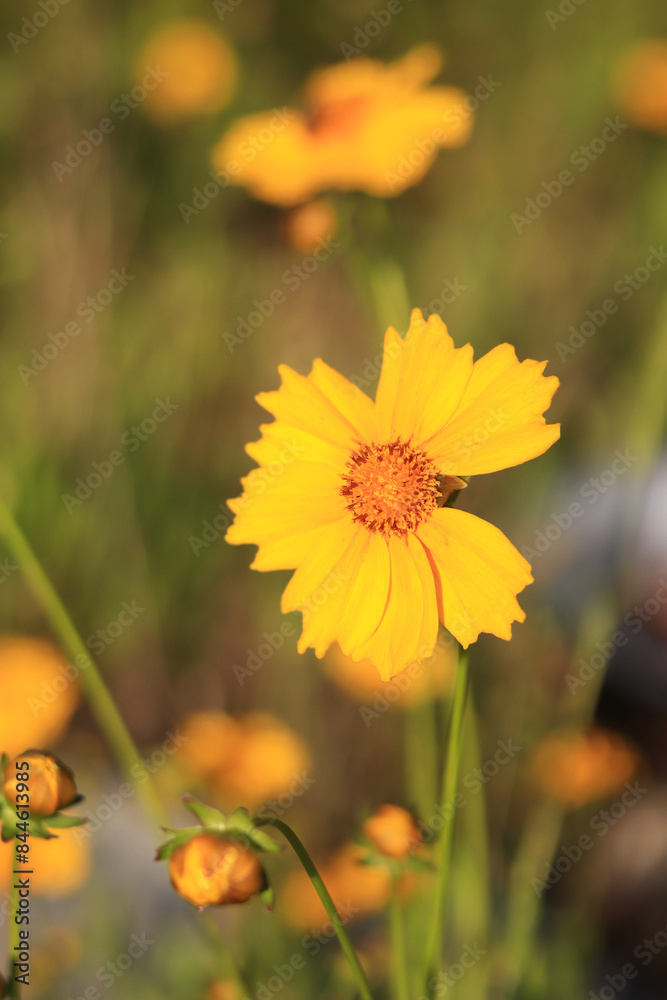 Coreopsis. Yellow bright flower on a blurred background. Flowers in nature. Lance-leaved coreopsis close-up. Flower in full bloom Coreopsis. Yellow bright flower on a blurred background. Flowers in nature. Lance-leaved coreopsis close-up. Flower in full bloom