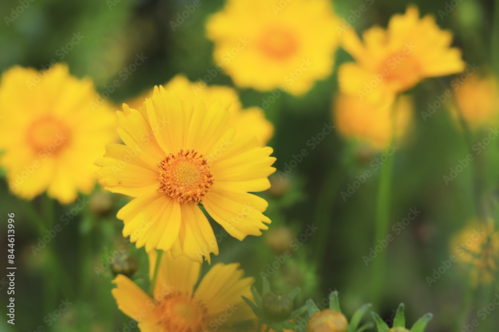 Coreopsis. Yellow bright flower on a blurred background. Flowers in nature. Lance-leaved coreopsis close-up. Flower in full bloom