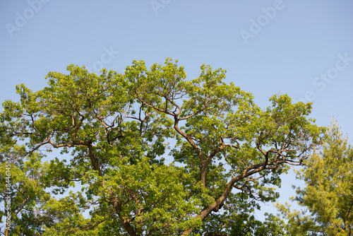 oak tree on a blue sky