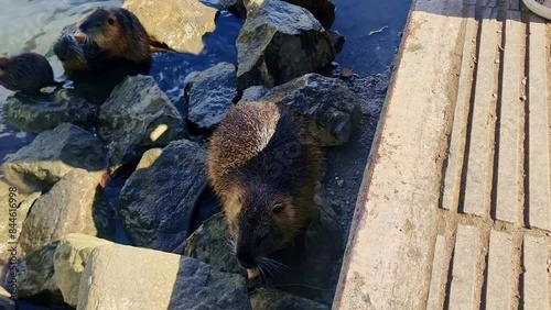 View of nutria on the riverbank being fed by people, Uherske Hradiste