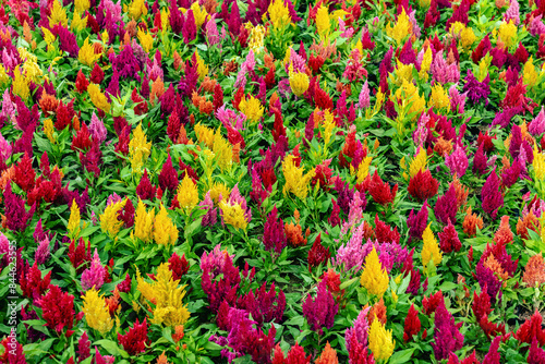 Colourful different flowers blooming in garden. Celosia flower or Cockscomb blooming. Beautiful flower multi color with Celosia Argentea or Plumed cockscomb blossom nature background. Selective focus. © JinnaritT