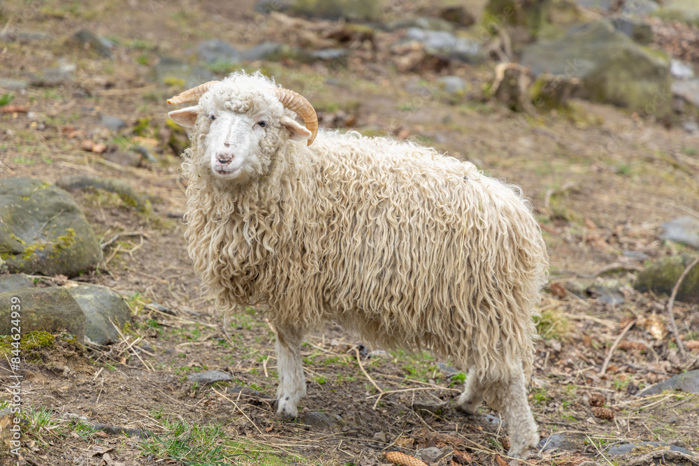 Obraz premium Portrait of adorable white sheep in Ukraine Carpathian zoo outdoor sunny meadow closeup