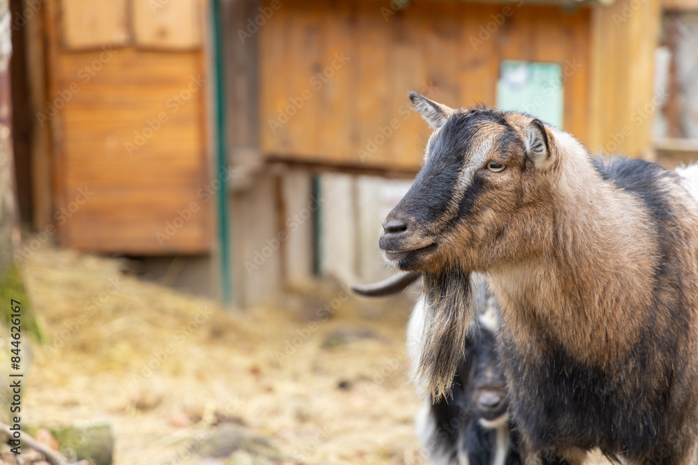 Portrait of adorable brown little goat in Ukraine Carpathian zoo outdoor sunny meadow closeup Portrait of adorable brown little goat in Ukraine Carpathian zoo outdoor sunny meadow closeup