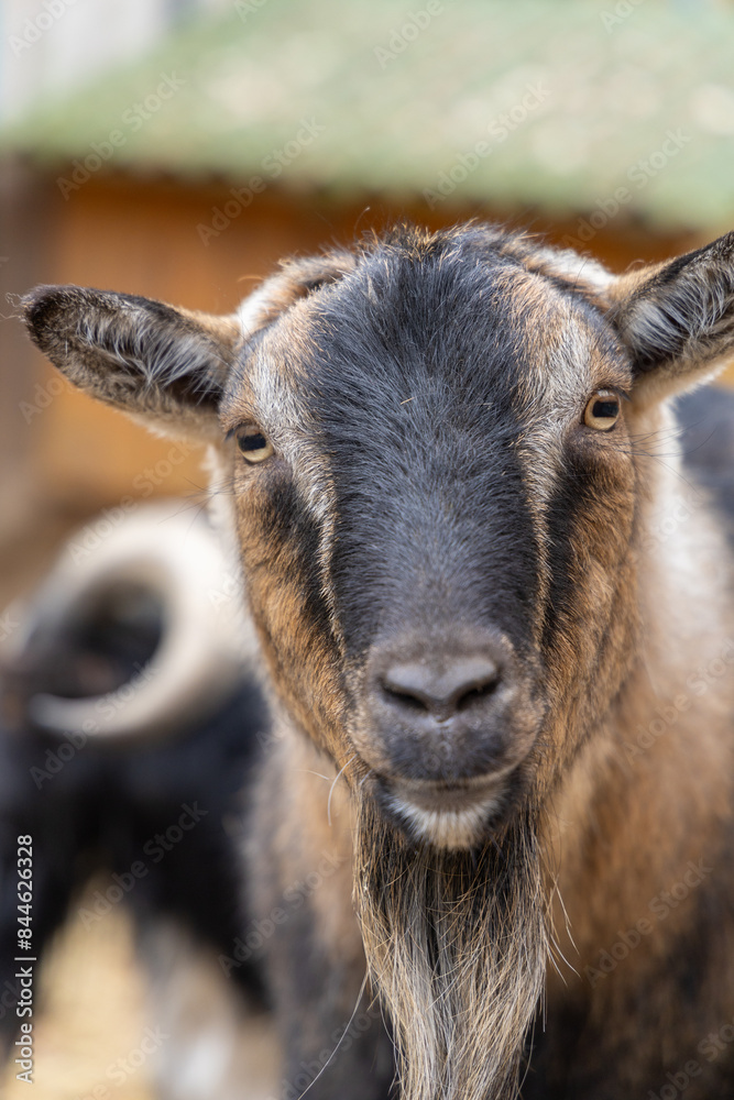 Portrait of adorable brown little goat in Ukraine Carpathian zoo outdoor sunny meadow closeup Portrait of adorable brown little goat in Ukraine Carpathian zoo outdoor sunny meadow closeup