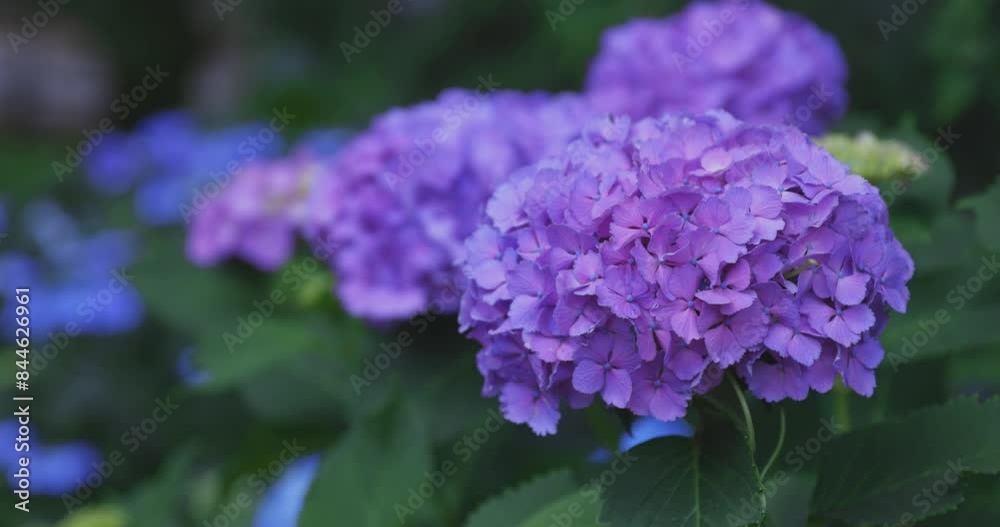 A hydrangea flower at the garden in the public park close up A hydrangea flower at the garden in the public park close up