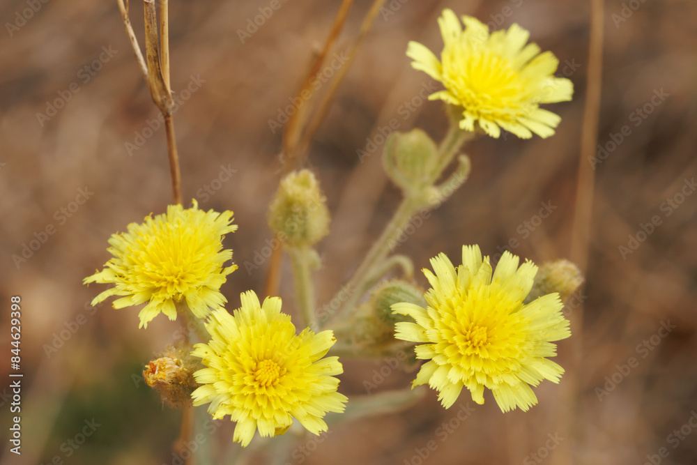 Obraz premium Flores hermafroditas de planta Andryala integrifolia, con propiedades antiinflamatorias, cicatrizantes, astringentes y vulnerarias en herboristeria. Alcoy, España