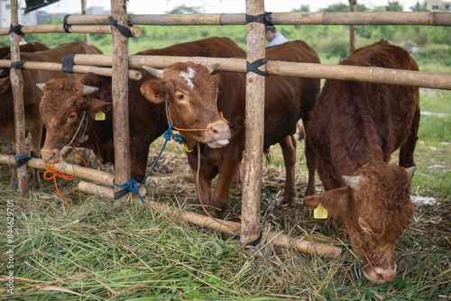 Portraits of cows or cattle  (sapi qurban) for the preparation of sacrifices on Eid al-Adha, goat placed in cages at the animal market, eid mubarak, islamic tradition photo