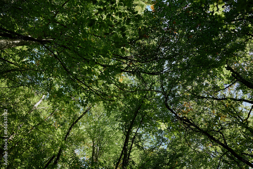 Lush Green Canopy Serene Nature Scene with Trees, Fresh Leaves, and Tranquil Woodland Ambiance Lush Green Canopy Serene Nature Scene with Trees, Fresh Leaves, and Tranquil Woodland Ambiance