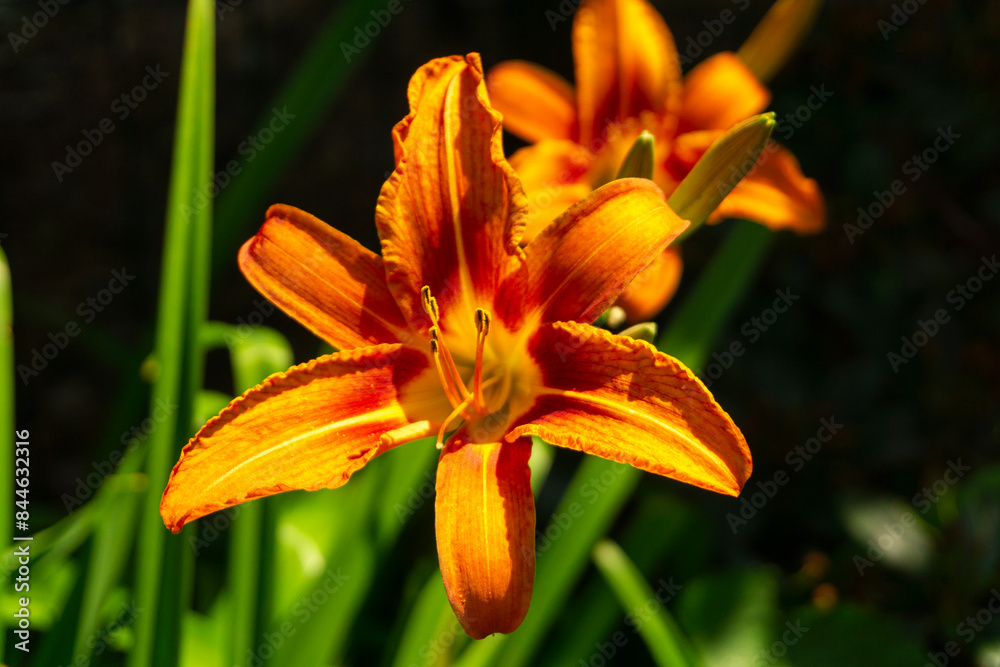 orange tiger lily orange tiger lily