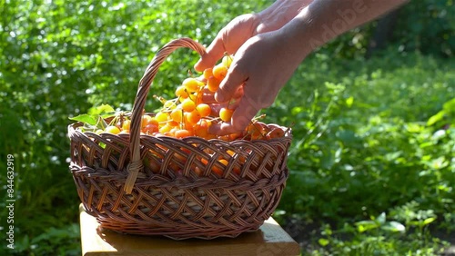 Man collects cherries in a basket. Human hands put berries in a box.