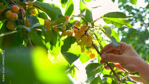 Farmer examines a branch of a cherry tree. Checking the ripeness of cherries.Hand picking up a cherry.