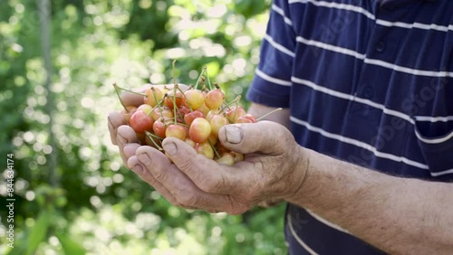 Farmer holds freshly picked yellow-red cherries on a blurred nature background with natural highlights. Ripe juicy cherry in the hands of a man. Picked berries in the hands of a working worker. 