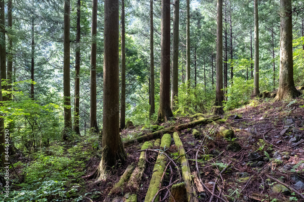 A view of the mountain trail of Bounooreyama going up from Shiratanisawa Ascent from the Shiratanisawa Ascent Yamaguchi A view of the mountain trail of Bounooreyama going up from Shiratanisawa Ascent from the Shiratanisawa Ascent Yamaguchi