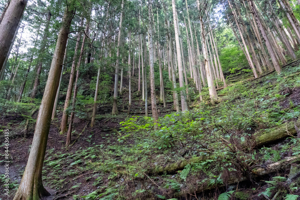 A view of the mountain trail of Bounooreyama going up from Shiratanisawa Ascent from the Shiratanisawa Ascent Yamaguchi A view of the mountain trail of Bounooreyama going up from Shiratanisawa Ascent from the Shiratanisawa Ascent Yamaguchi