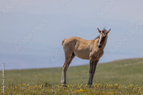 Wild Horse Foal in Summer in the Pryor Mountains Montana photo