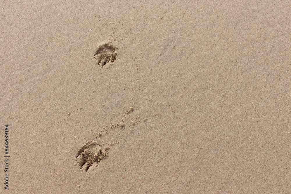 A close up photograph of dog paw prints on a sandy beach. Background texture image with copy space.