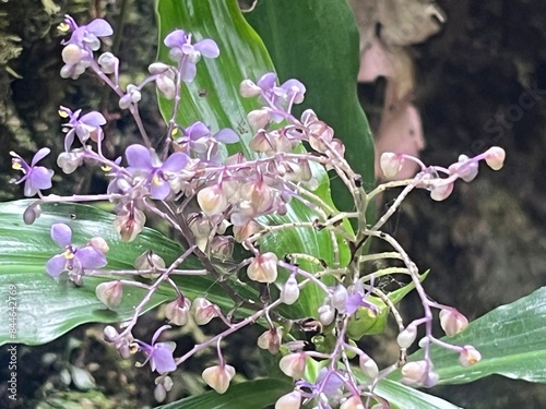 bee on flower