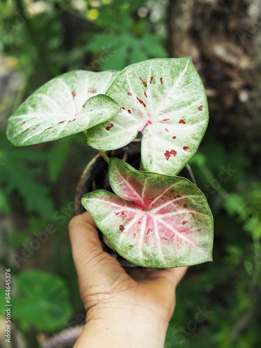 caladium bicolor in nature pot garden and bueatyful plants photo